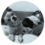 Mojo and Chica | Sticky.works